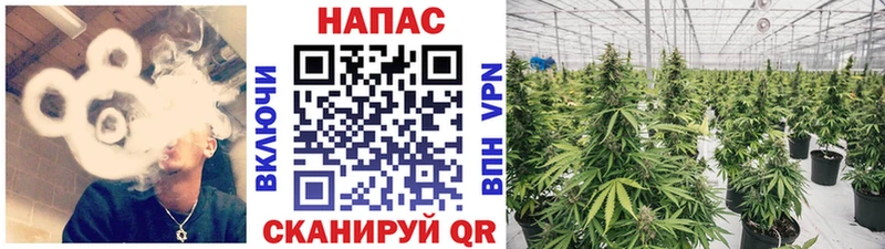 Конопля AK-47  магазин продажи   Каргополь 